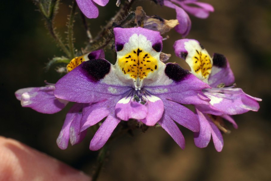 Схизантус визетонский рассада