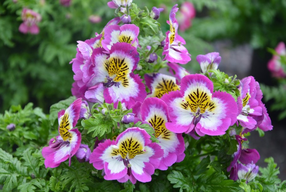 Шизантус перистый Пикколо