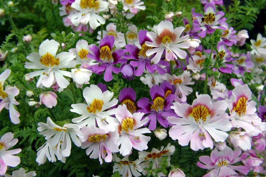 Шизантус перистый Пикколо