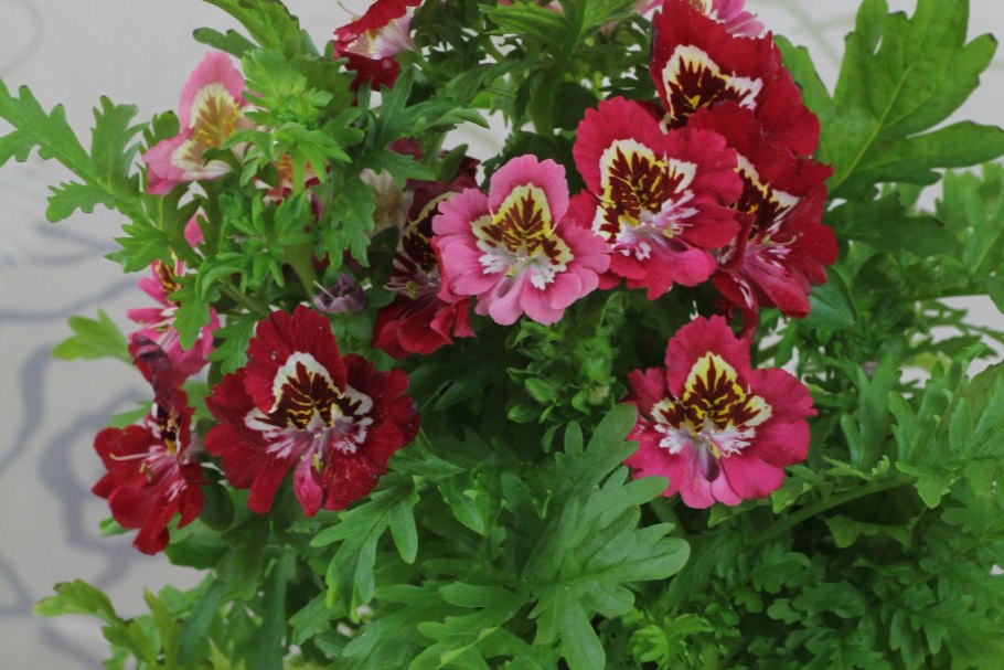 Схизантус визетонский