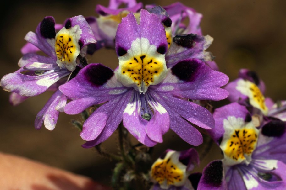 Схизантус визетонский