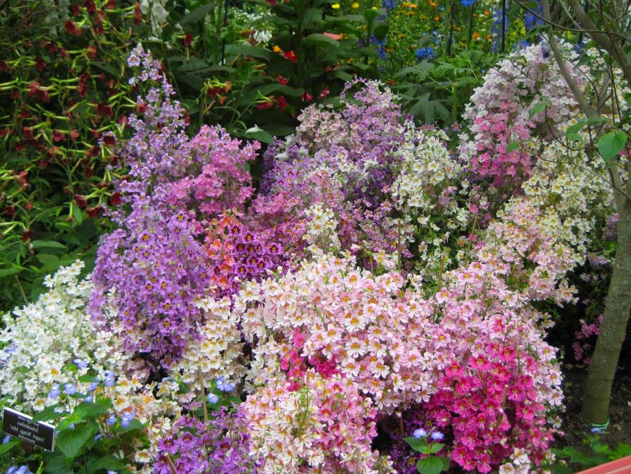 Схизантус в горшке