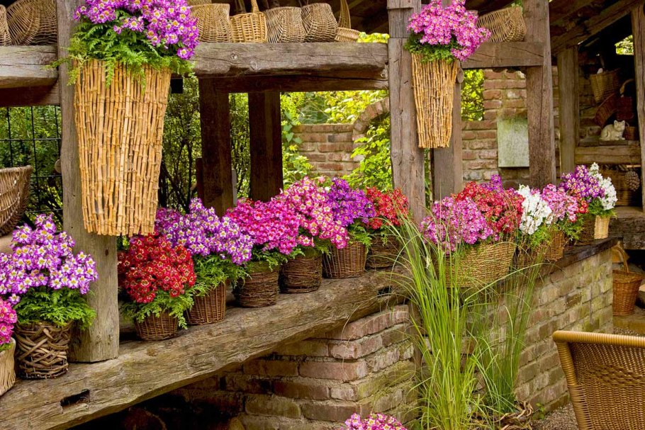 Схизантус Атлантис Лилак биколор