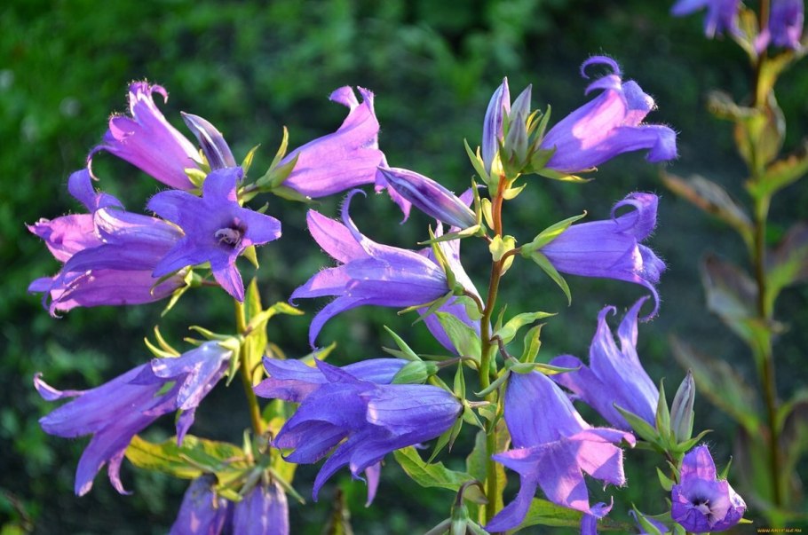 Колокольчик широколистный многолетний