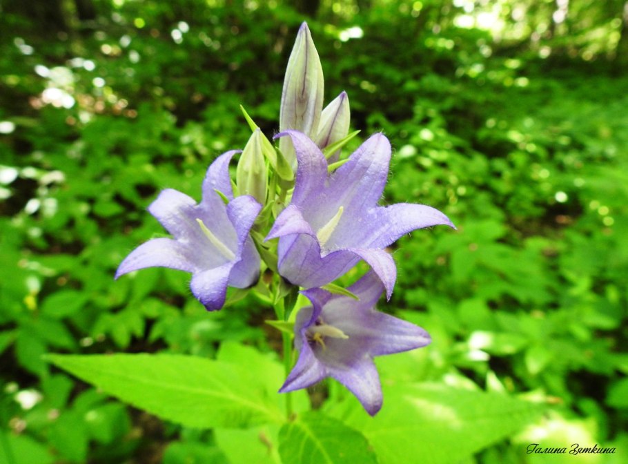 Campanula широколистный