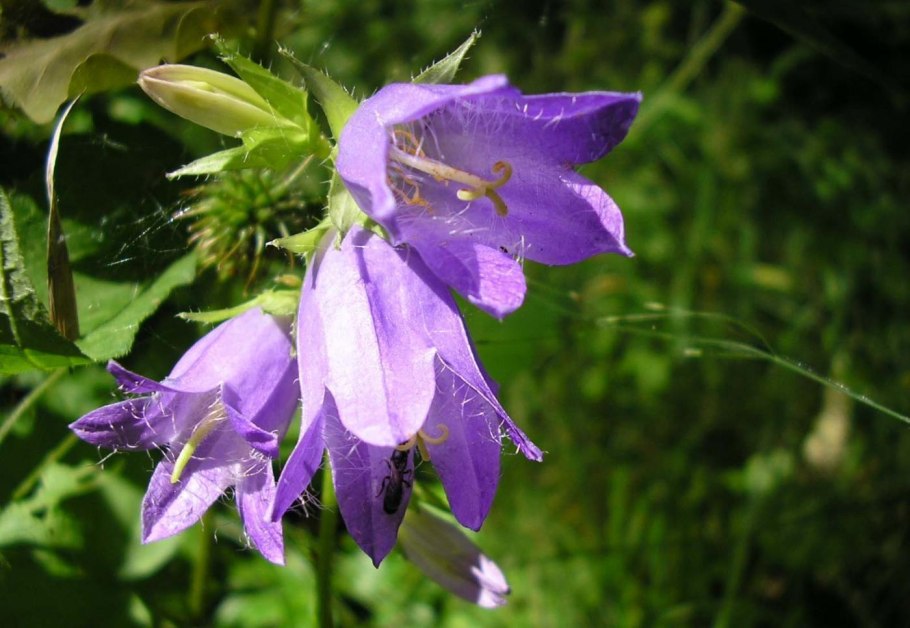 Campanula trachelium