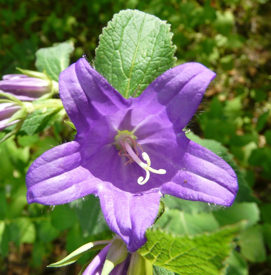 Колокольчик широколистный (Campanula latifolia)
