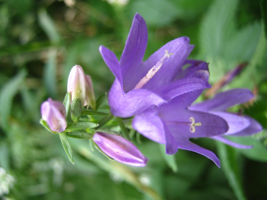 Колокольчик широколистный