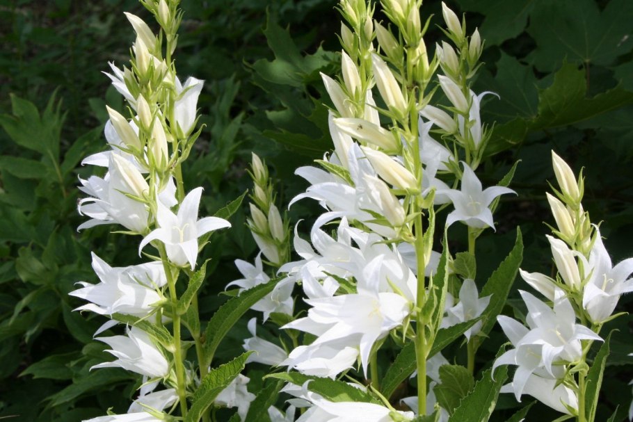 Campanula persicifolia листья