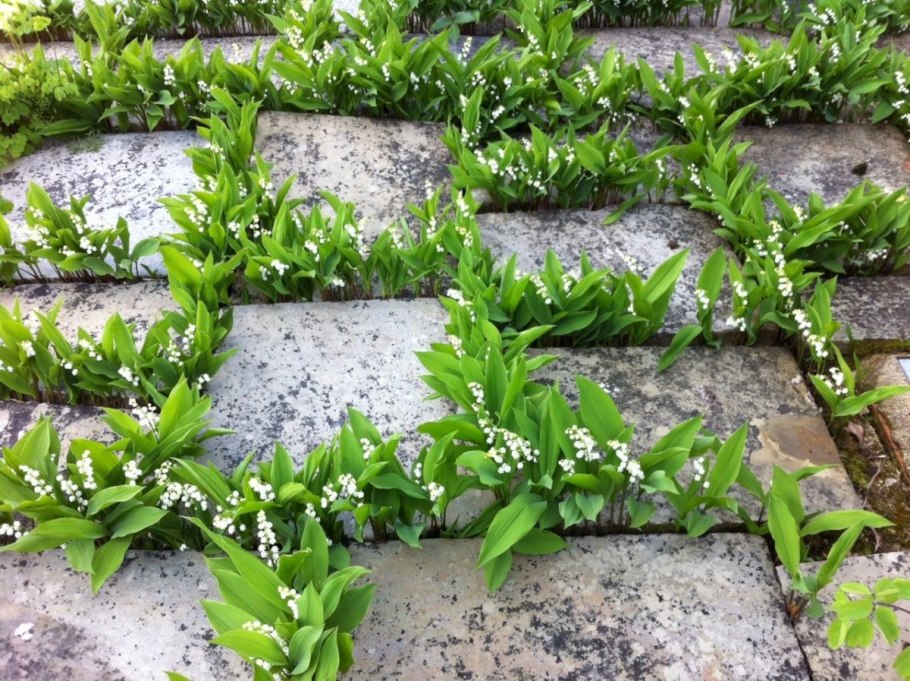 Купена Северцова (Polygonatum sewerzowii)
