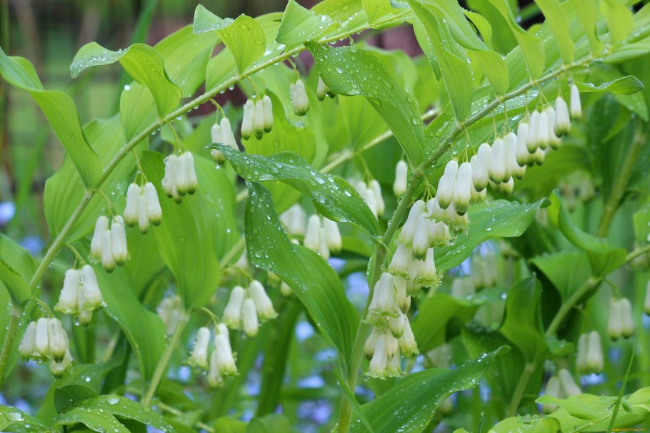 Ландыш купена