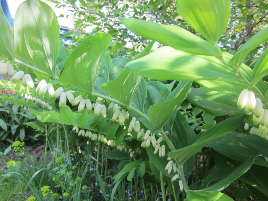 • Polygonatum graminifolium Hook. — Купена злаколистная