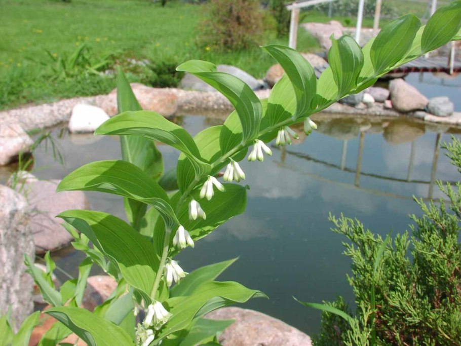 Корневище купены