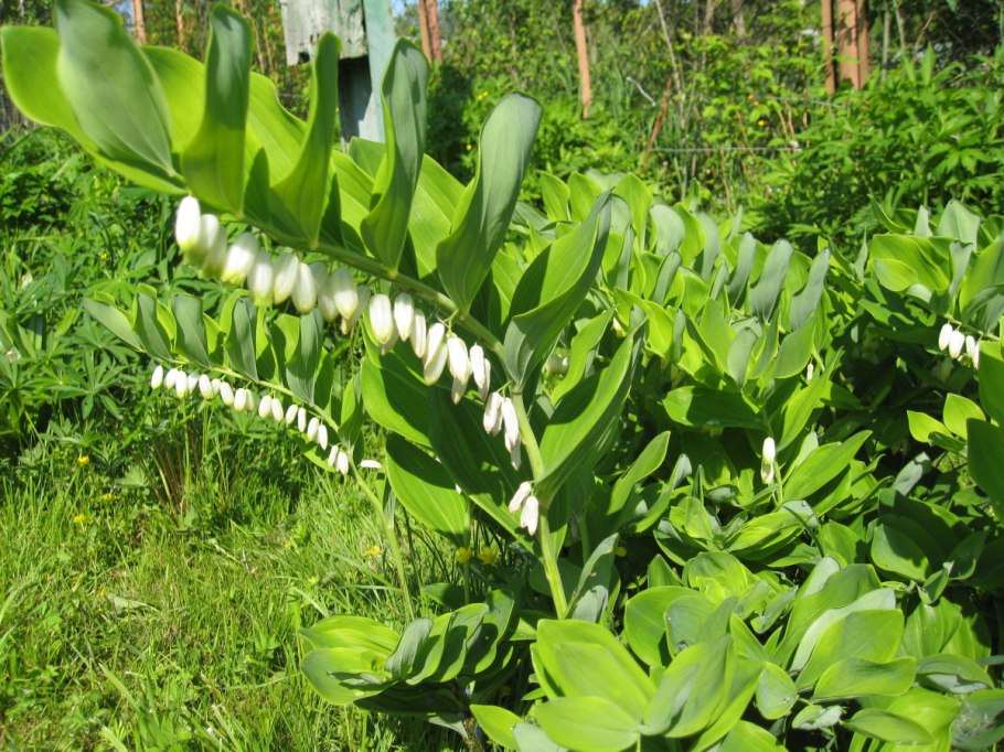 Купена приземистая (Polygonatum humile)