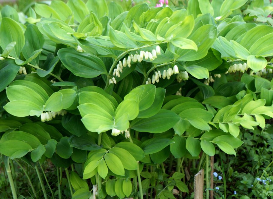 Купена приземистая (Polygonatum humile)