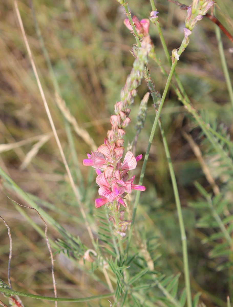 Veronica spicata Heidekind