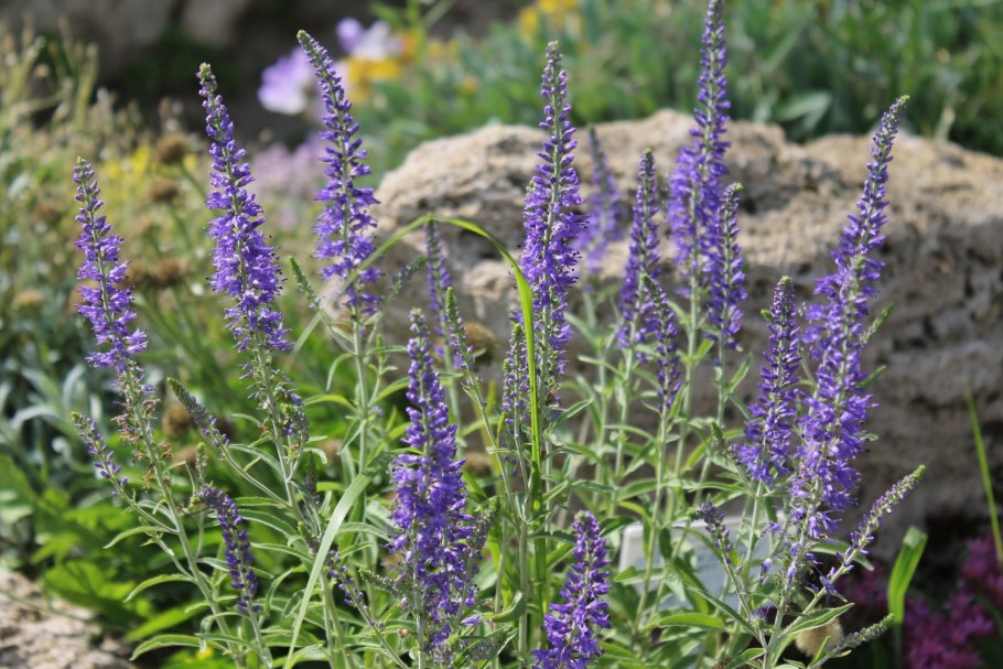 Вероника колосковая (Veronica spicata )