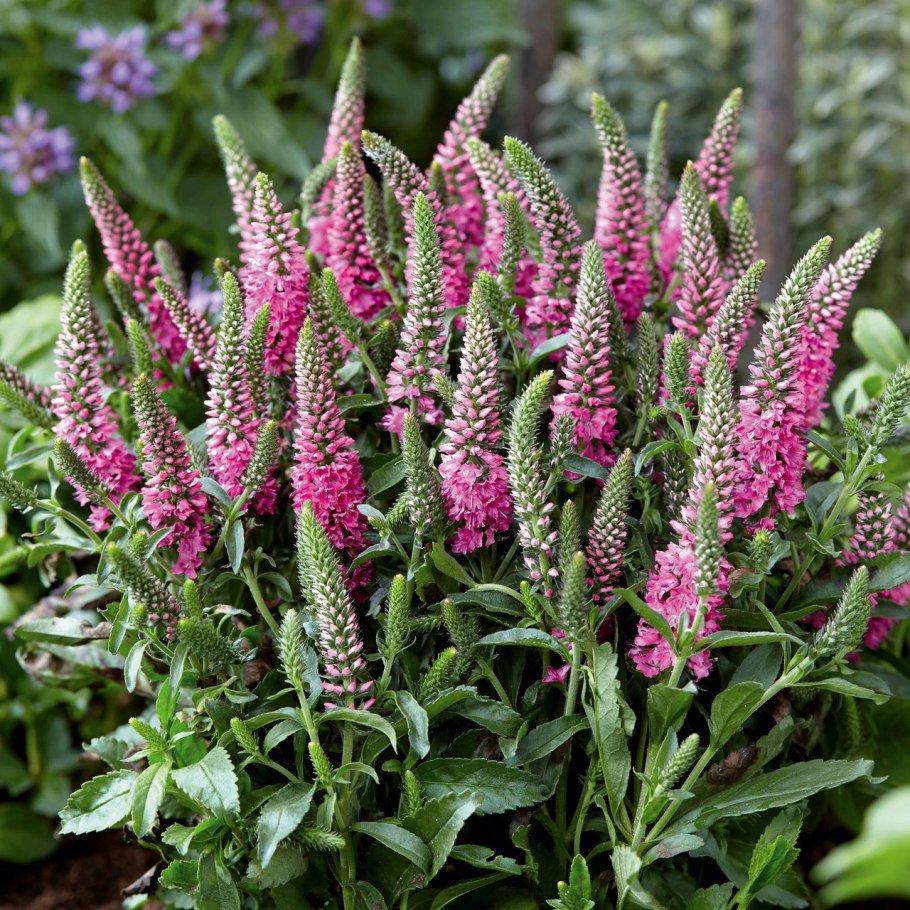 Вероникаструм виргинский (Veronicastrum virginicum)