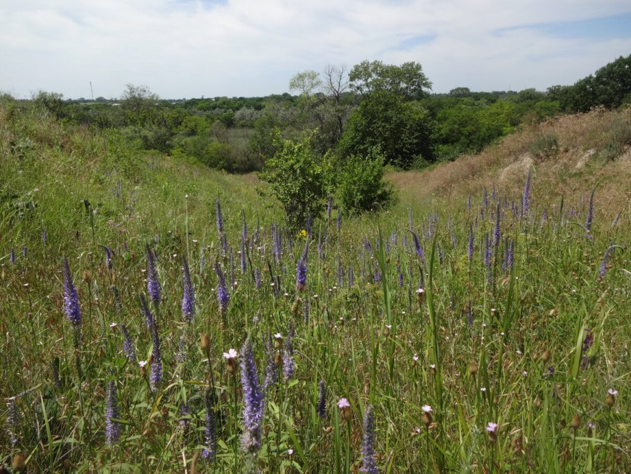 Вероника поточная Вероника поручейная