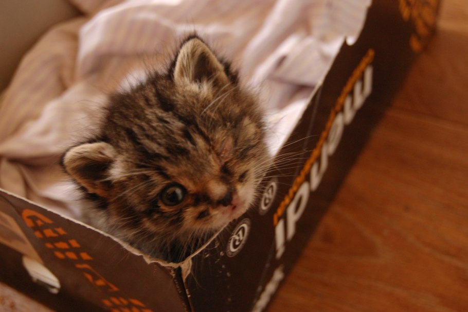 Богиня с волками в снегу