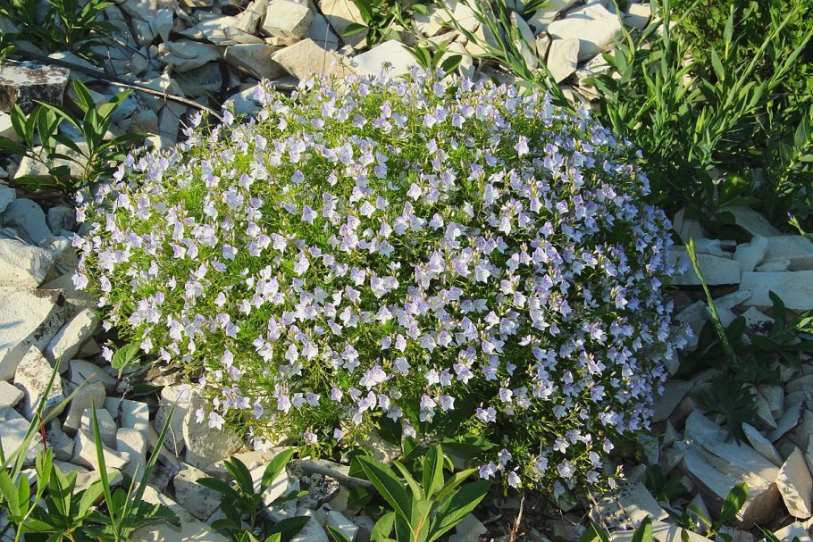 Кристен Белл Вероника Марс 2019