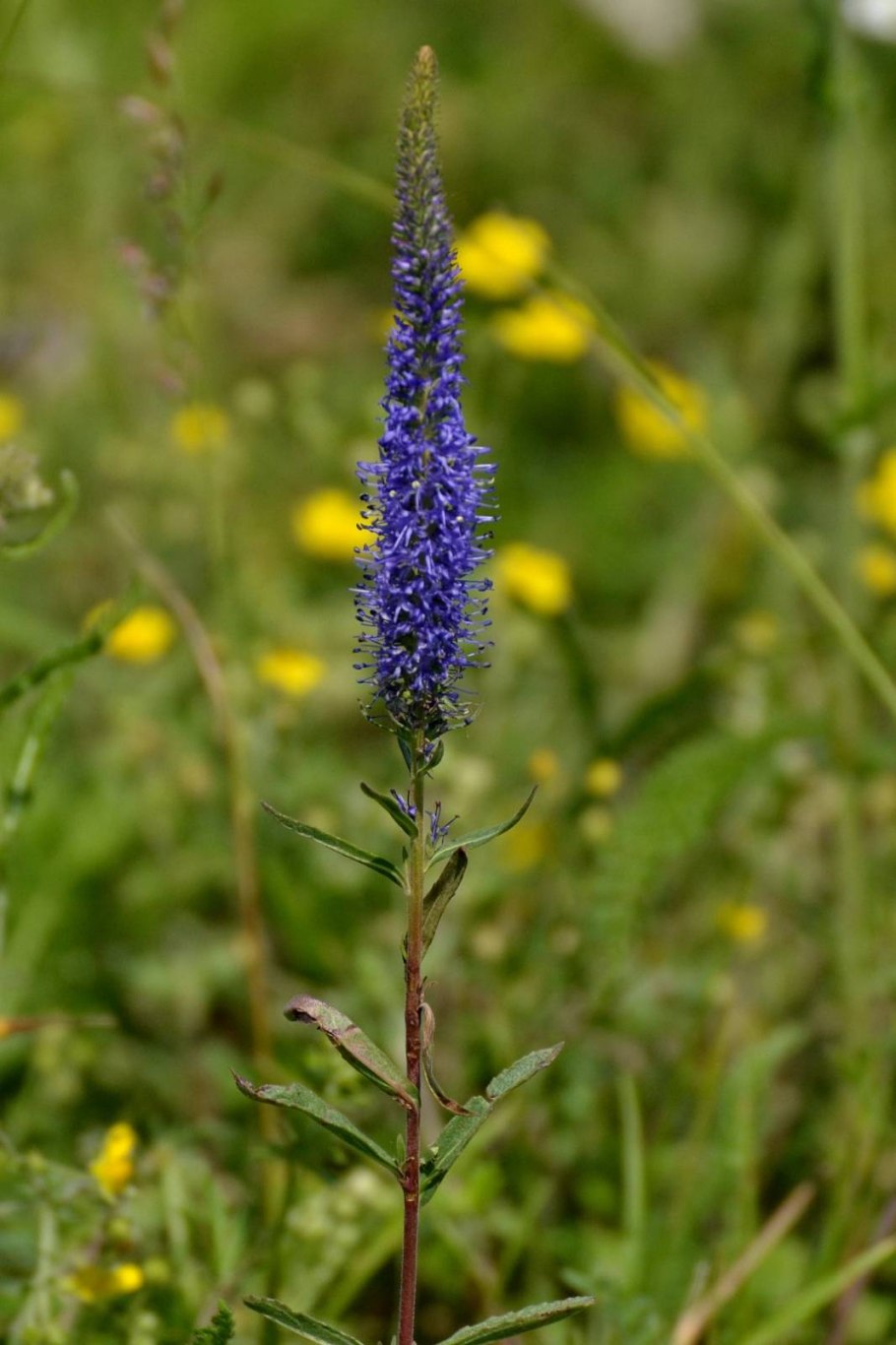 Veronica spicata l. Вероника колосистая