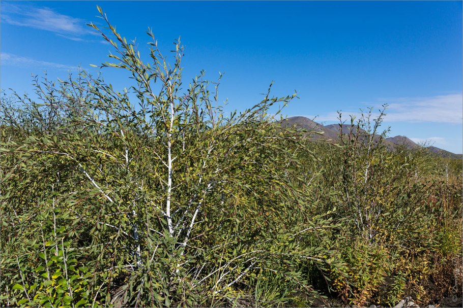 Чозения толокнянколистная