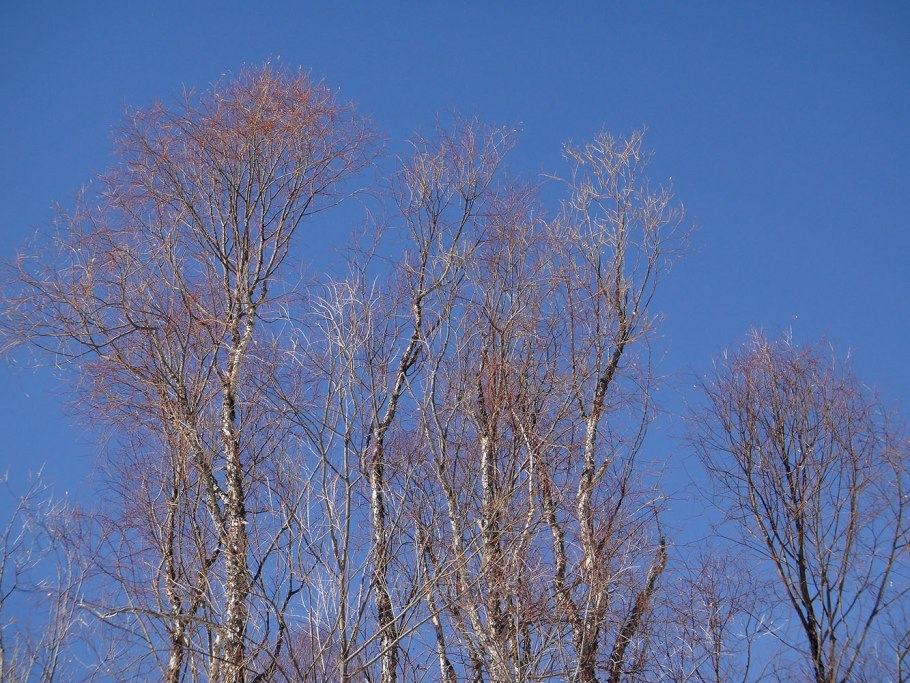 Чозения Сахалинская