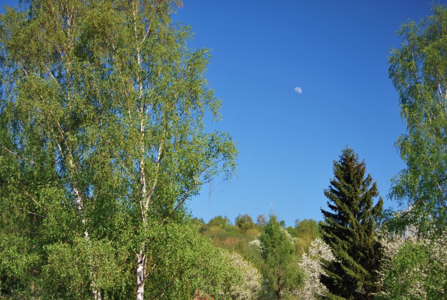 Красивое дерево в небесах