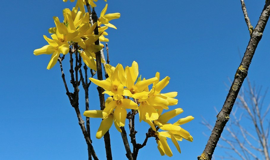 Корейская Ива Чозения