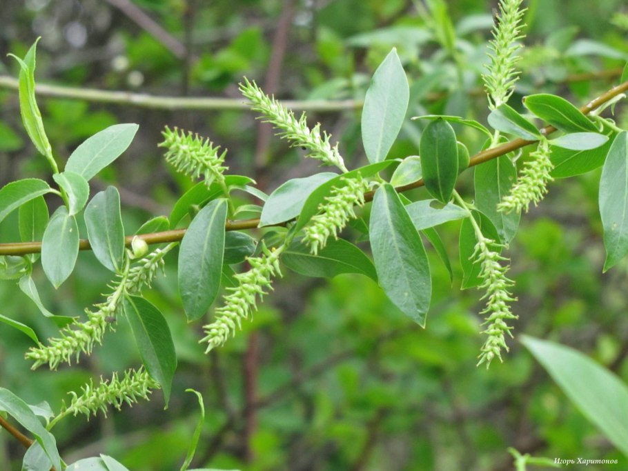 Чозения земляничниколистная