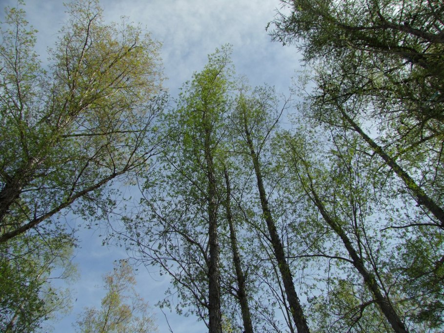 Корейская Ива Чозения