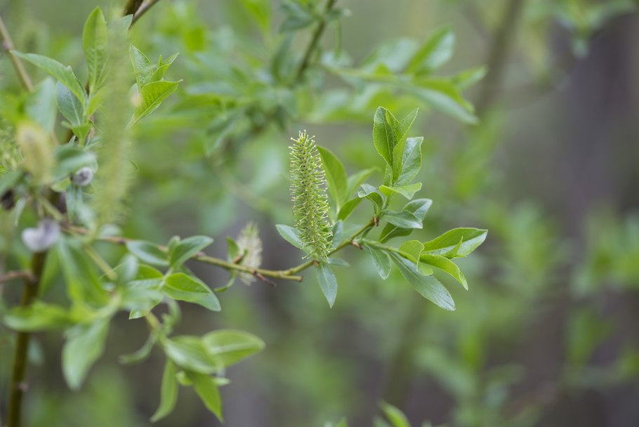 Пейзаж с деревьями