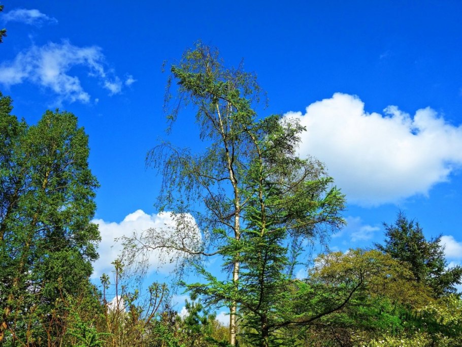 Береза маньчжурская
