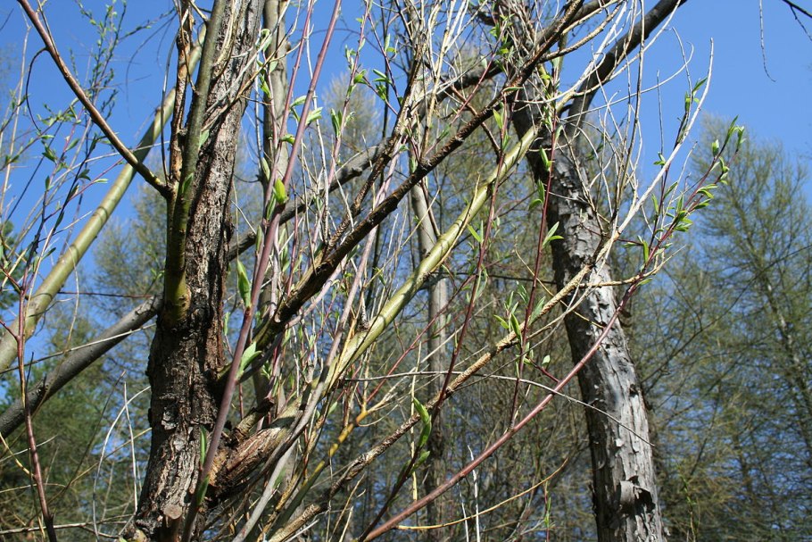 Карельская береза осень