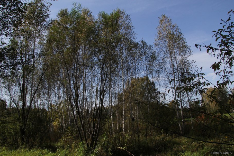 Тополь в лесу