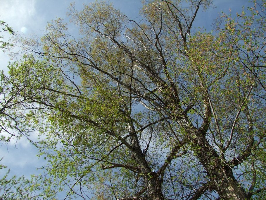 Чозения дерево