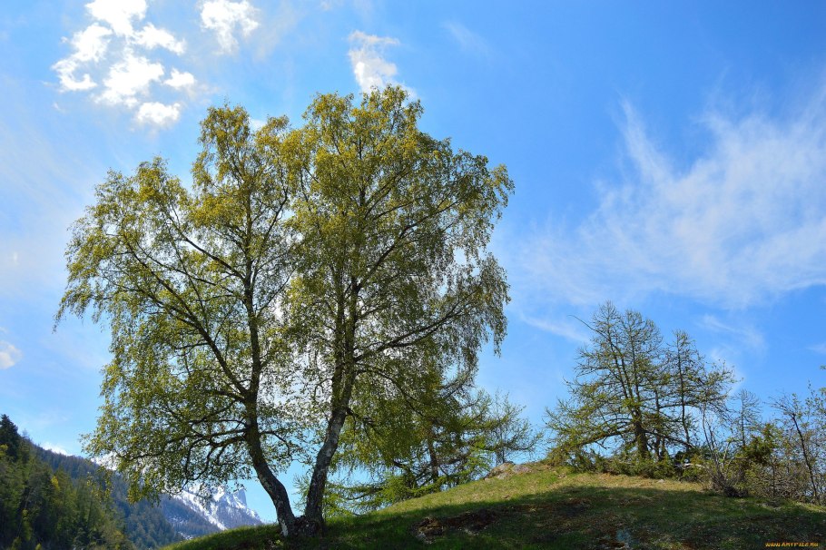 Деревья на просвет