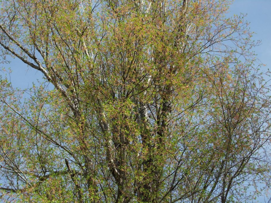 Чозения в природе