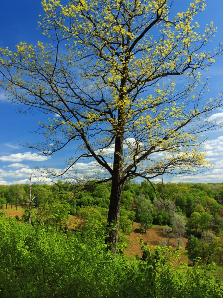 Чозения земляничниколистная