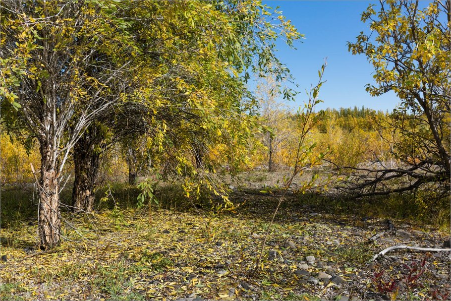Чозения толокнянколистная