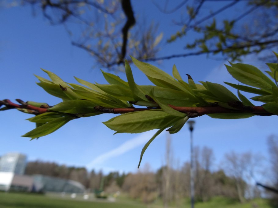 Чозения толокнянколистная
