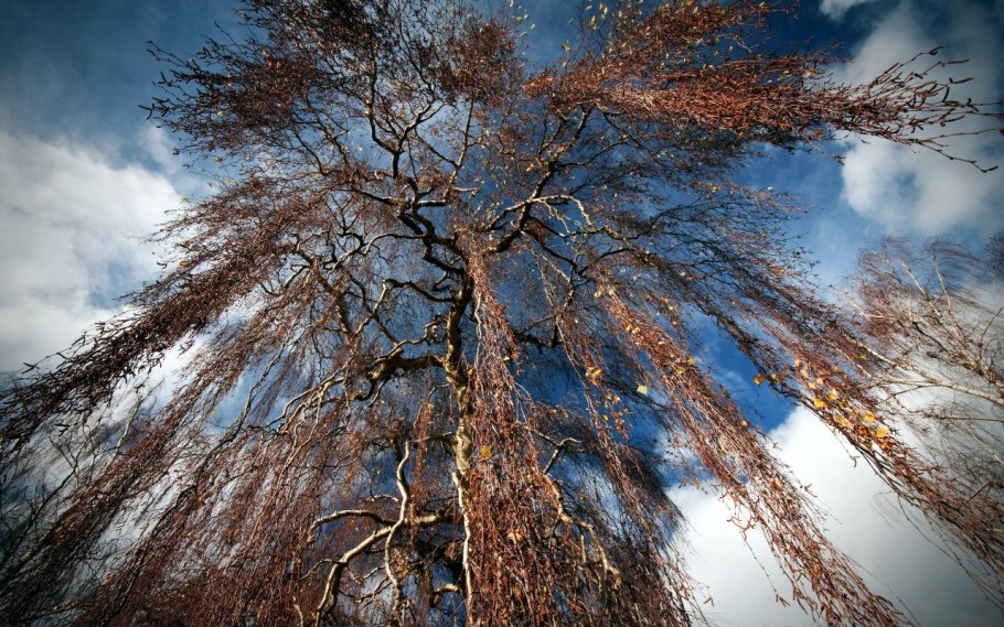 Чозения зимой