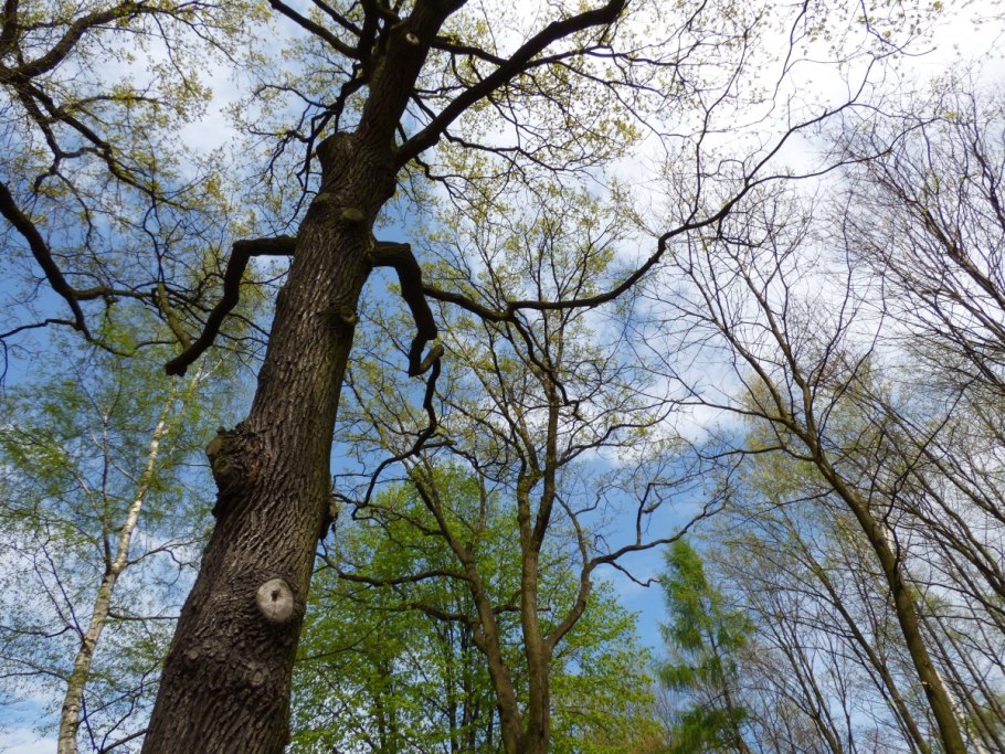 Реликтовая Ива