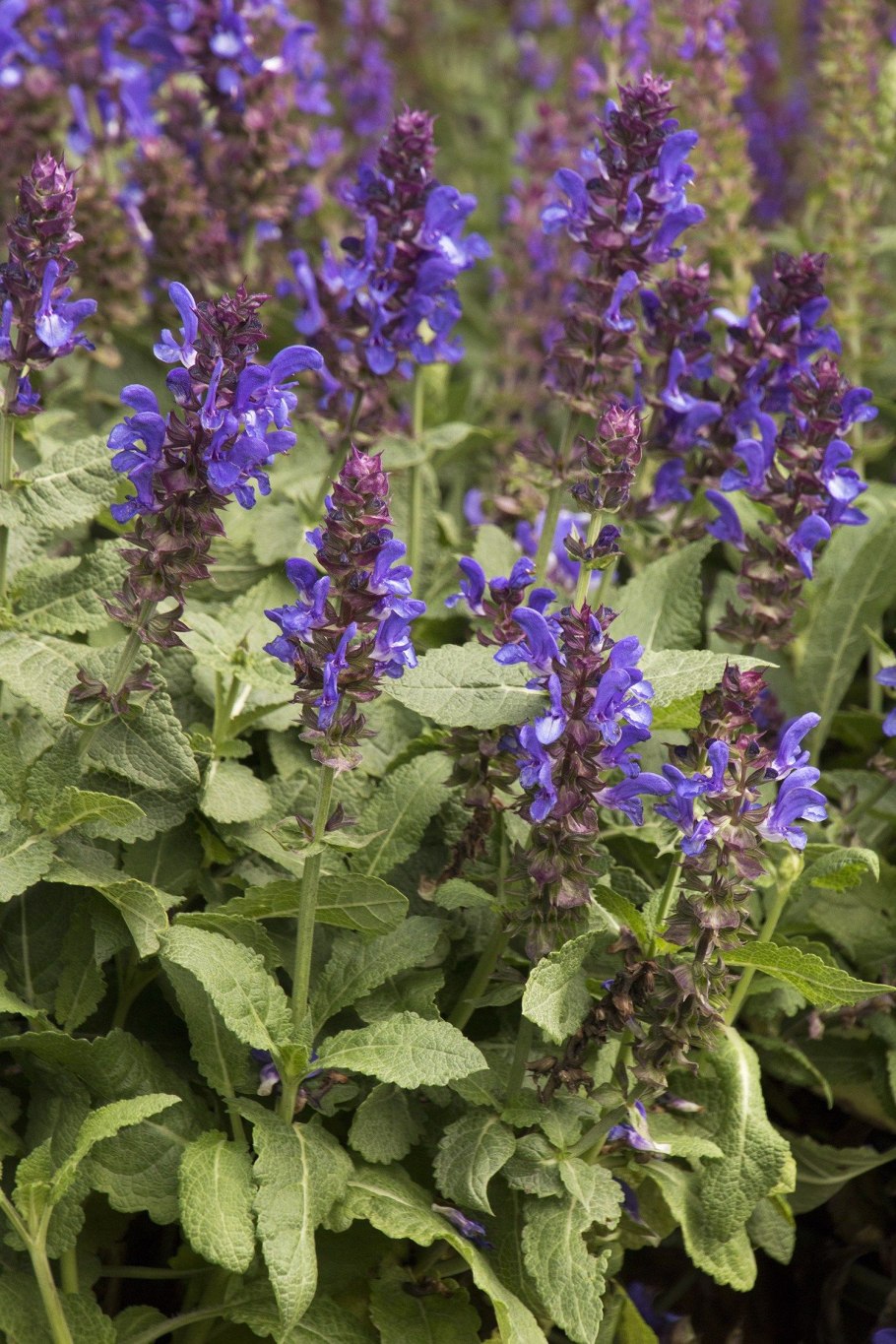 Яснотковые Lamiaceae