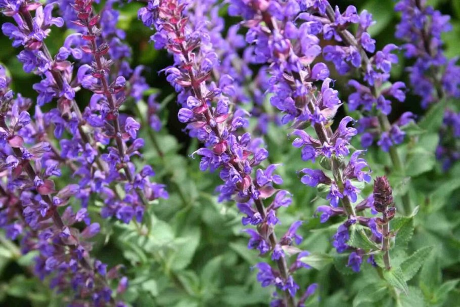 Шалфей Sage