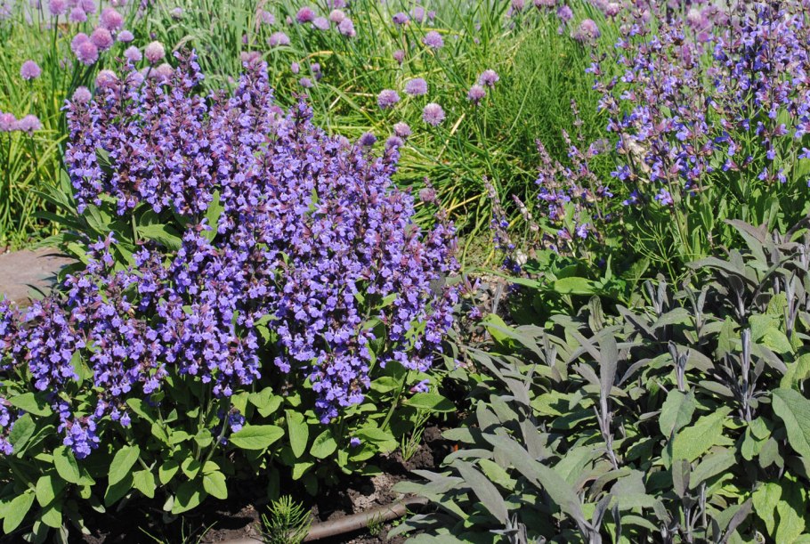 Шалфей Blue Bouquetta