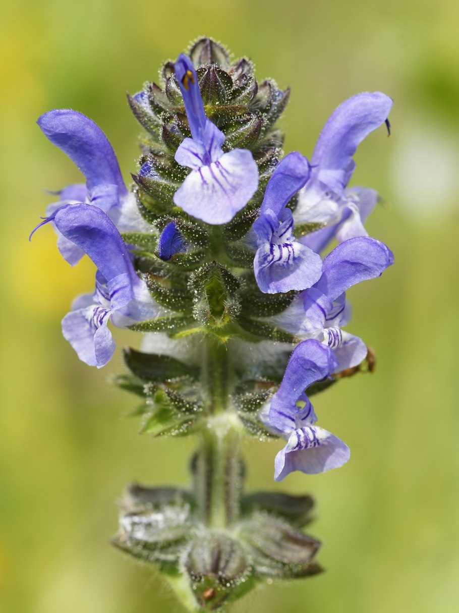 Сальвия мучнистая (Salvia farinacea)