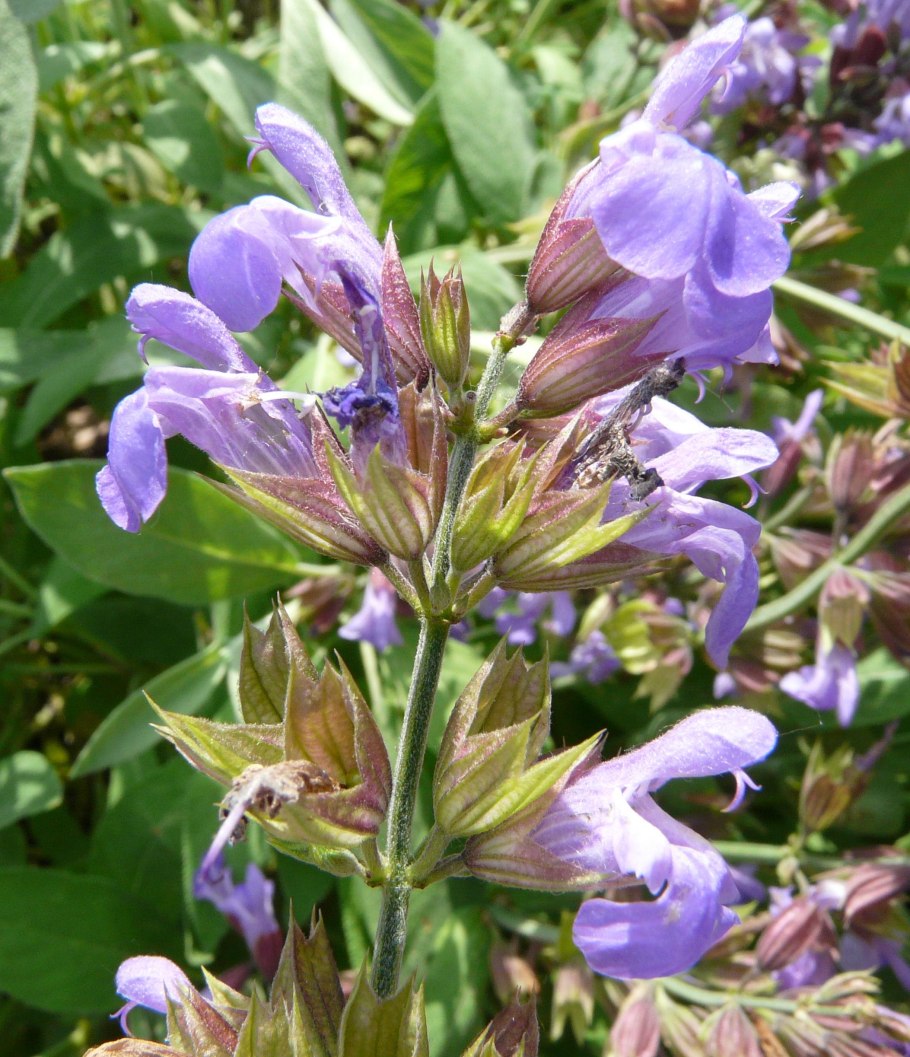 Шалфей лекарственный Purple Beauty