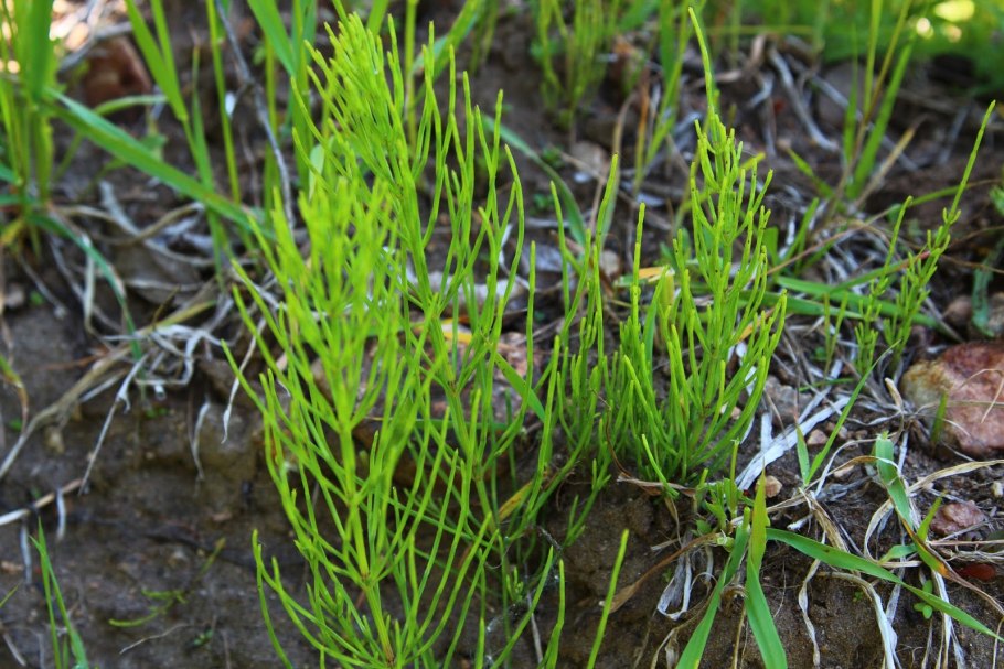 Хвощ полевой Equisetum arvense l.